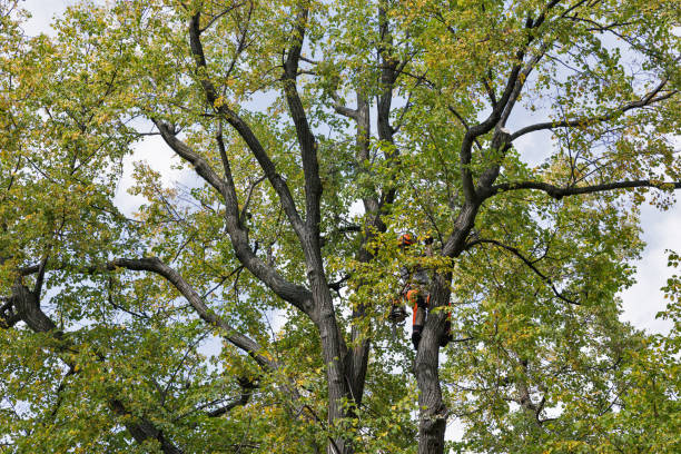 Best Commercial Tree Services  in Myrtle Beach, SC